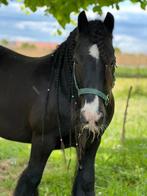 Prachtige mini Tinker, Dieren en Toebehoren, Ruin, Gechipt, Zadelmak, C pony (1.27m tot 1.37m)