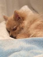 am looking for a loving new home for my almost 5-month-old, Dieren en Toebehoren, Honden | Chihuahua's en Gezelschapshonden, 15 weken tot 1 jaar