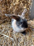 Mooi jong konijn, Dieren en Toebehoren, Konijnen, Mannelijk, Middelgroot, 0 tot 2 jaar