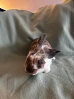Konijntjes, Dieren en Toebehoren, Konijnen, Meerdere dieren, Klein, Hangoor, 0 tot 2 jaar