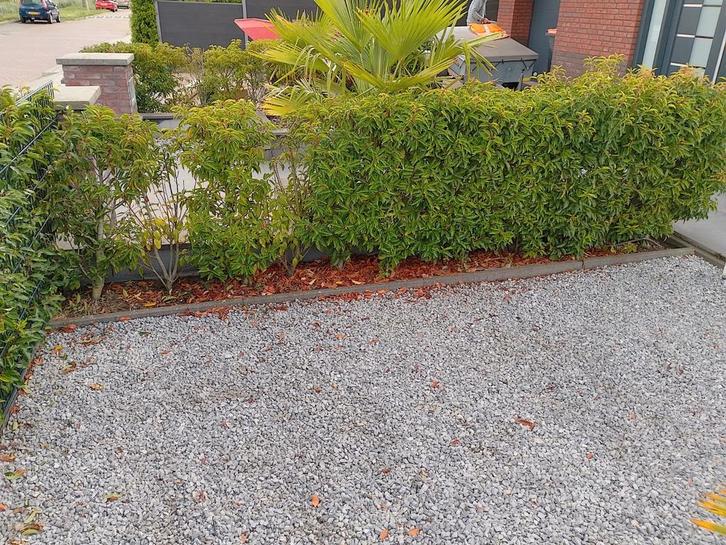 Portugese Laurier (Prunus lusitanica), Tuin en Terras, Planten | Struiken en Hagen, Laurier, 100 tot 250 cm, Ophalen of Verzenden