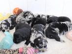 labrador x border collie pups te reserveren, CDV (hondenziekte), Meerdere, 8 tot 15 weken, Meerdere dieren