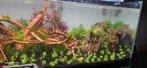 Aquascape/aquarium 100x40x40 met meubel, verlichting etc., Dieren en Toebehoren, Vissen | Aquaria en Toebehoren, Ophalen, Zo goed als nieuw