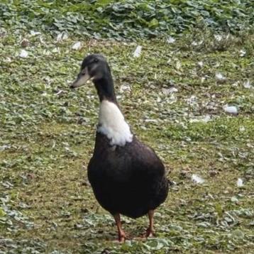 Knappe Pekingeend Loopeend man Donald van kinderboerderij!

 beschikbaar voor biedingen