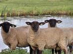 Suffolk rammen van Maart 2025., Dieren en Toebehoren, Mannelijk, Schaap