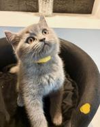 🐾 Britse korthaar kitten opzoek naar een thuisje🐾, Meerdere dieren, Ontwormd, 0 tot 2 jaar