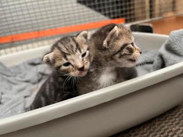Brits kruising kittens beschikbaar voor biedingen