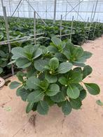 Pot hortensia’s voor in de tuin, Tuin en Terras, Planten | Tuinplanten, Ophalen, Overige soorten, Halfschaduw