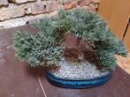 kunst bonzai boompje, Ophalen of Verzenden, Gebruikt, Binnen