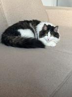 Main coon kater, Dieren en Toebehoren, Katten en Kittens | Overige Katten, Kater, Langharig, 6 jaar of ouder