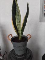 POT MET SANSEVIERIA, Ophalen, Vetplant, In pot, Minder dan 100 cm