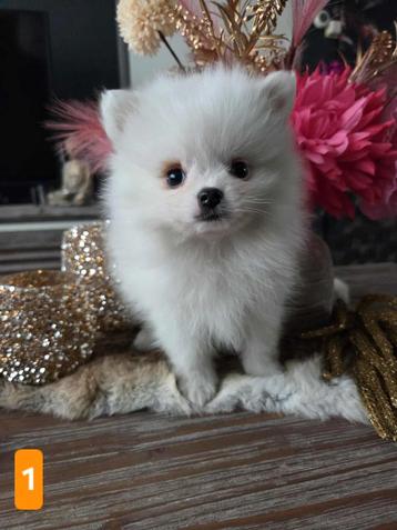 Prachtige pomeranian pups beschikbaar voor biedingen