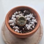 Lithop in mini 5cm terracotta pot exotic plant (not) cactus, Huis en Inrichting, Kamerplanten, Ophalen of Verzenden, Overige soorten