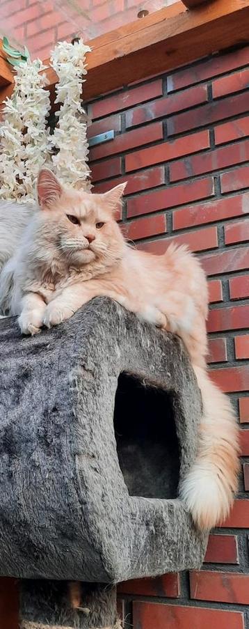 Mooie maincoon dekkater beschikbaar voor biedingen