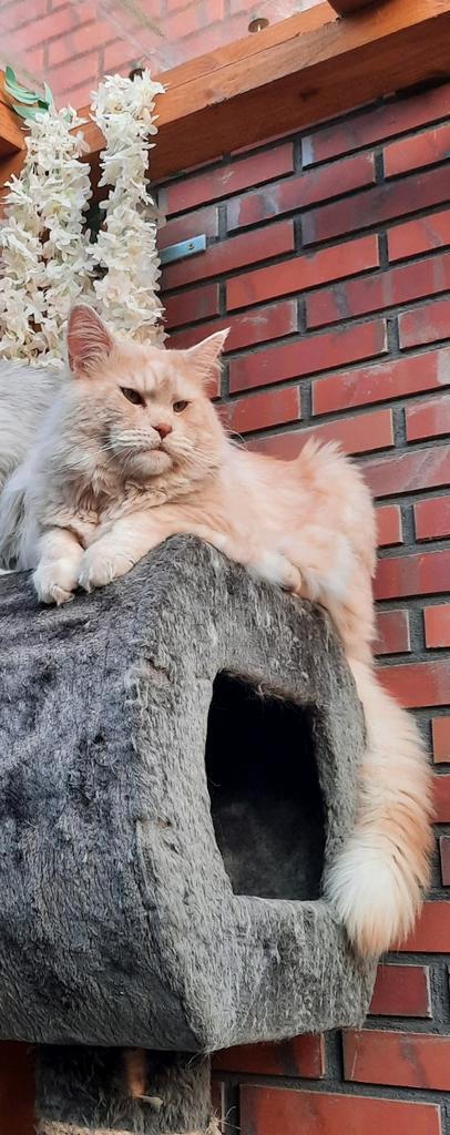 Mooie maincoon dekkater, Dieren en Toebehoren, Katten en Kittens | Dekkaters