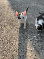 Nestje kittens 3 poezen 1 kater, Dieren en Toebehoren, Meerdere dieren