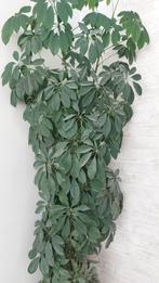 Hele hoge Schefflera kamerplant, Huis en Inrichting, Kamerplanten, Ophalen, 200 cm of meer, Overige soorten, Halfschaduw