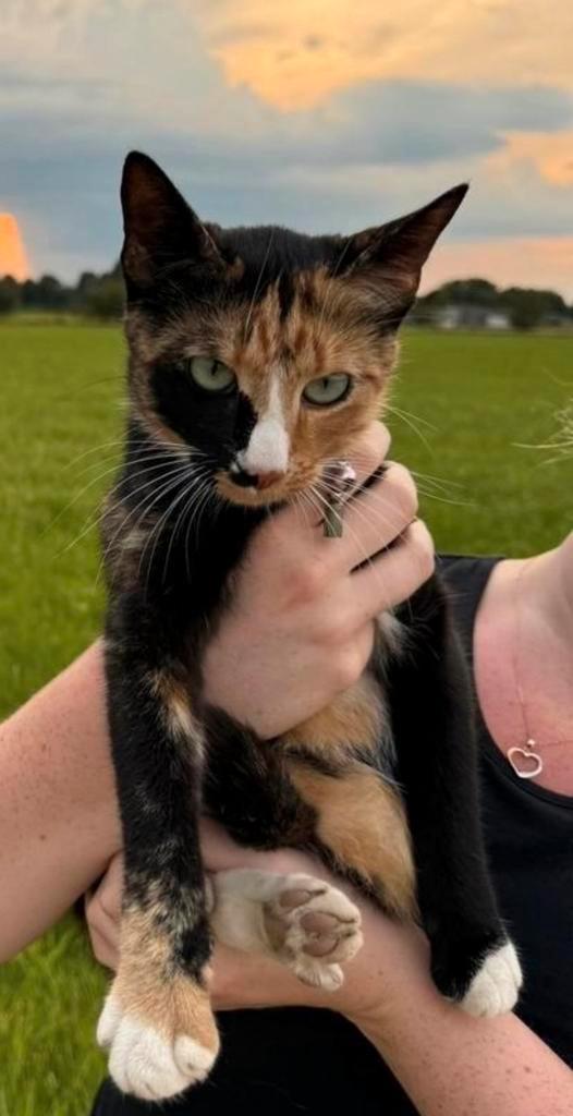 Vermiste kat Pip uit Keijenborg (Gelderland), Dieren en Toebehoren, Vermiste en Gevonden Dieren, Kat