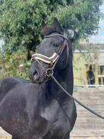 Lieve barock pinto merrie 7 jaar, Dieren en Toebehoren, Merrie, E pony (1.48m - 1.57m), Gechipt, 7 tot 10 jaar