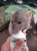 Nieuw huisje gezocht (vrouwelijke rat), Dieren en Toebehoren, Knaagdieren, Rat, Vrouwelijk, Januari, Tam