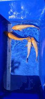 4 x Yagenji koi, Dieren en Toebehoren, Vissen | Vijvervissen, Karper of Koi