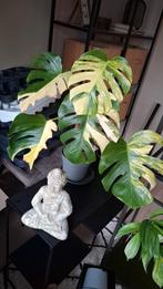 Monstera Aurea Variegata, Ophalen of Verzenden, Halfschaduw, Minder dan 100 cm