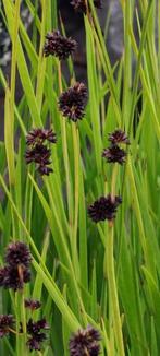 Diverse stekjes Dwergrus Juncus ensifolius, Ophalen, Volle zon, Vaste plant, Zomer
