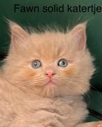 Ragdollkittens met stamboom getest zeldzame kleuren, Meerdere dieren, Gechipt, 0 tot 2 jaar