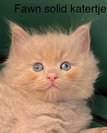 Ragdollkittens met stamboom getest zeldzame kleuren beschikbaar voor biedingen