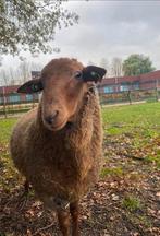 Coburger Fuchs stamboek ram van april 2025, Dieren en Toebehoren, Schapen, Geiten en Varkens, Mannelijk, Schaap, 0 tot 2 jaar
