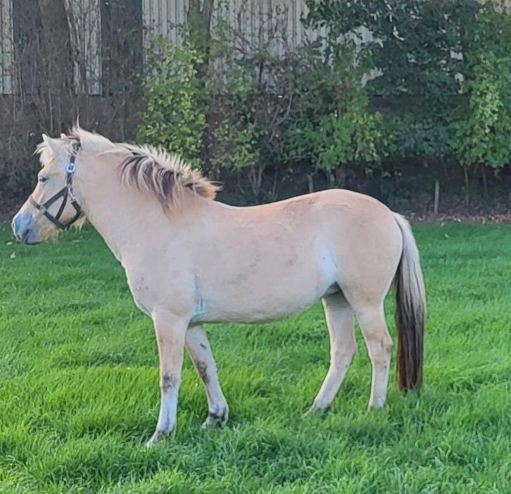 Fjord merrie dragend 3,5 jaar, Dieren en Toebehoren, Paarden en Pony's | Dekhengsten en Fokmerries, Merrie