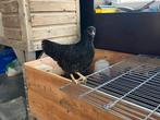 Barnevelder hennen dubbelgezoomd groot ras, Dieren en Toebehoren, Pluimvee, Vrouwelijk, Kip