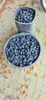 Eierkolen, smeedkolen, antraciet  - Brandstof voor de kachel, Ophalen, Overige soorten, Volle zon