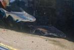 2x Pangasius, blauwe haai, Dieren en Toebehoren, Vis, Zoetwatervis