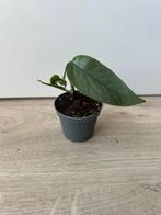 Epipremnum cebu blue, Ophalen of Verzenden, Overige soorten, Minder dan 100 cm