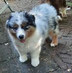 Rasechte Australian Shepherd pups., 8 tot 15 weken, CDV (hondenziekte), Meerdere, Meerdere dieren