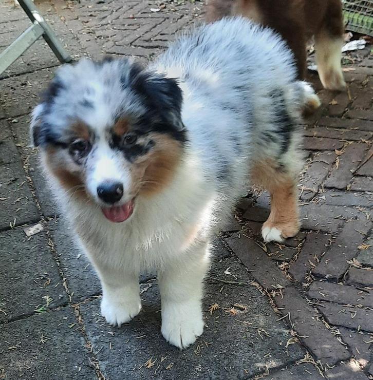 Rasechte Australian Shepherd pups., Dieren en Toebehoren, Honden | Herdershonden en Veedrijvers, Meerdere dieren, Herder, Particulier