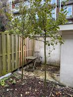 Appelbomen te koop, Overige soorten, Lente, 100 tot 250 cm, Ophalen