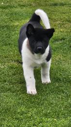 Amerikaanse akita puppy's, Dieren en Toebehoren, Honden | Poolhonden, Keeshonden en Oertypen, België, Particulier, Rabiës (hondsdolheid)