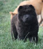 CHOW CHOW PUPS UIT GETESTE OUDERS, Dieren en Toebehoren, Overige rassen, 8 tot 15 weken, CDV (hondenziekte), Meerdere