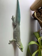 0.1 Phelsuma Standingi nk 2024, Dieren en Toebehoren, Reptielen en Amfibieën, 0 tot 2 jaar