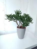 Crassula Ovata Hobbit in a Zen elegant pot, 41 cm /Vetplant, Huis en Inrichting, Kamerplanten, Ophalen, Vetplant, Halfschaduw