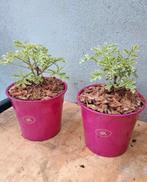 Te koop leuk setje bonte Citroën geranium, Ophalen