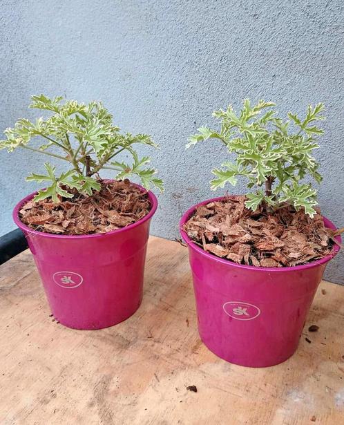 Te koop leuk setje bonte Citroën geranium, Tuin en Terras, Planten | Tuinplanten, Ophalen