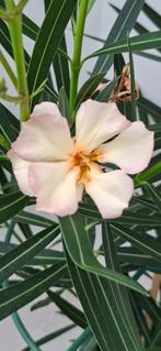 Nerium oleander Persica, Ophalen of Verzenden, Zomer, Overige soorten, Volle zon
