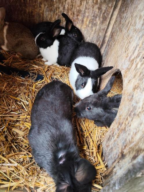 Hollander konijn, Dieren en Toebehoren, Konijnen, Middelgroot, Meerdere dieren, 0 tot 2 jaar