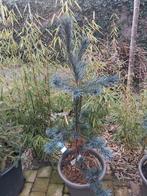 Pinus parviflora Tempelhof, Tuin en Terras, Planten | Bomen, Ophalen, Bloeit niet, Volle zon, Overige soorten