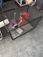 Tamme ratten, knaagdier met kooi, Ophalen, Gebruikt, Kooi
