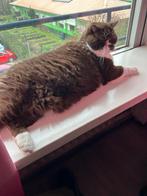 met spoed lieve oudere britse korthaar kater van 11 jaar, Kater, Gechipt, 6 jaar of ouder