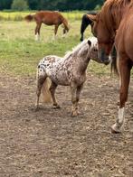 Appaloosa denkhengst, Hengst